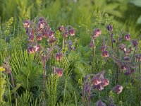 Geum rivale 9, Knikkend nagelkruid, Saxifraga-Peter Stein