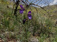 Gladiolus atroviolaceus 5, Saxifraga-Ed Stikvoort : Sisian - Vayk - Hermon s9900