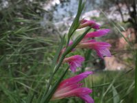 Gladiolus italicus 17, Saxifraga-Rutger Barendse