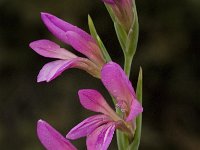 Gladiolus italicus 23, Saxifraga-Jan van der Straaten