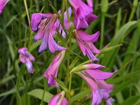 Gladiolus italicus 24, Saxifraga-Harry Jans