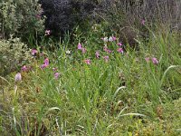 Gladiolus italicus 25, Saxifraga-Harry Jans