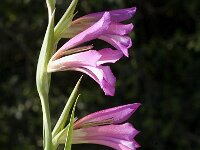 Gladiolus italicus 7, Saxifraga-Jan van der Straaten
