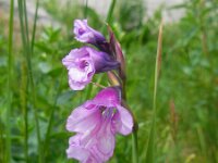 Gladiolus kotschyanus 2, Saxifraga-Ed Stikvoort