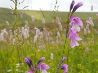 Gladiolus kotschyanus 3, Saxifraga-Ed Stikvoort