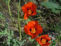 Glaucium corniculatum 2, Rode hoornpapaver, Saxifraga-Ed Stikvoort