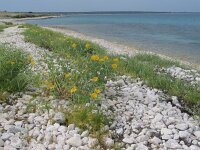 Glaucium flavum 12, Gele hoornpapaver, habitat, Saxifraga-Jasenka Topic
