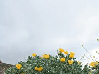 Glaucium flavum 13, Gele hoornpapaver, Saxifraga-Jeroen Willemsen