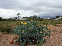 Glaucium flavum 14, Gele hoornpapaver, Saxifraga-Jeroen Willemsen