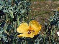 Glaucium flavum 16, Gele hoornpapaver, Saxifraga-Jeroen Willemsen