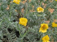 Glaucium flavum 18, Gele hoornpapaver, Saxifraga-Rutger Barendse