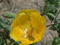 Glaucium flavum 2, Gele hoornpapaver, Saxifraga-Jan van der Straaten