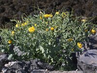 Glaucium flavum 21, Gele hoornpapaver, Saxifraga-Peter Meininger