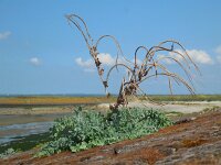 Glaucium flavum 29, Gele hoornpapaver, Saxifraga-Ed Stikvoort