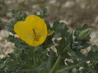 Glaucium flavum 3, Gele hoornpapaver, Saxifraga-Willem van Kruijsbergen