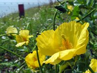 Glaucium flavum 30, Gele hoornpapaver, Saxifraga-Ed Stikvoort