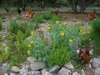 Glaucium flavum 32, Gele hoornpapaver, Saxifraga-Ed Stikvoort