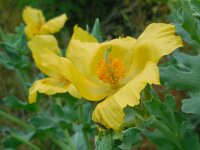 Glaucium flavum 33, Gele hoornpapaver, Saxifraga-Ed Stikvoort