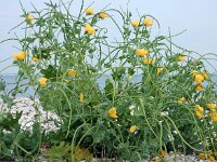Glaucium flavum 36, Gele hoornpapaver, Saxifraga-Ed Stikvoort