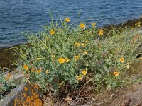 Glaucium flavum 37, Gele Hoornpapaver, Saxifraga-Peter Meininger