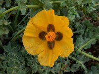 Glaucium flavum 38, Gele Hoornpapaver, Saxifraga-Peter Meininger