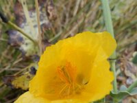 Glaucium flavum 44, Gele hoornpapaver, Saxifraga-Rutger Barendse