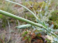 Glaucium flavum 45, Gele hoornpapaver, Saxifraga-Rutger Barendse