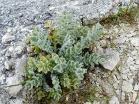 Glaucium flavum 48, Gele hoornpapaver, Saxifraga-Rutger Barendse