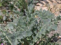 Glaucium flavum 5, Gele hoornpapaver, Saxifraga-Rutger Barendse