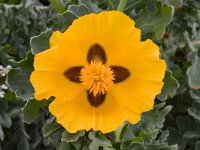 Glaucium flavum 50, Gele hoornpapaver, Saxifraga-Harry Jans