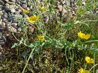 Glaucium flavum 56, Gele hoornpapaver, Saxifraga-Hans Grotenhuis