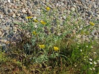 Glaucium flavum 57, Gele hoornpapaver, Saxifraga-Hans Grotenhuis