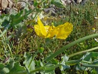 Glaucium flavum 58, Gele hoornpapaver, Saxifraga-Hans Grotenhuis