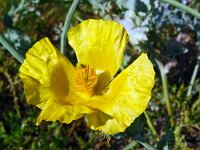 Glaucium flavum 59, Gele hoornpapaver, Saxifraga-Hans Grotenhuis