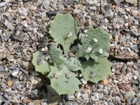 Glaucium flavum 6, Gele hoornpapaver, Saxifraga-Rutger Barendse