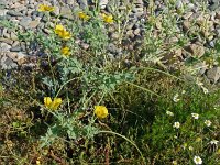 Glaucium flavum 60, Gele hoornpapaver, Saxifraga-Hans Grotenhuis