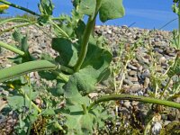 Glaucium flavum 61, Gele hoornpapaver, Saxifraga-Hans Grotenhuis