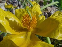 Glaucium flavum 62, Gele hoornpapaver, Saxifraga-Hans Grotenhuis