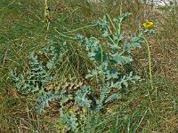 Glaucium flavum 63, Gele hoornpapaver, Saxifraga-Hans Grotenhuis