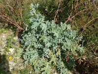 Glaucium flavum 64, Gele hoornpapaver, Saxifraga-Hans Grotenhuis