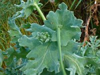 Glaucium flavum 65, Gele hoornpapaver, Saxifraga-Hans Grotenhuis
