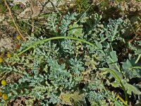 Glaucium flavum 66, Gele hoornpapaver, Saxifraga-Hans Grotenhuis