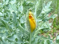 Glaucium flavum 67, Gele hoornpapaver, Saxifraga-Hans Grotenhuis