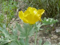 Glaucium flavum 68, Gele hoornpapaver, Saxifraga-Hans Grotenhuis