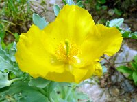 Glaucium flavum 69, Gele hoornpapaver, Saxifraga-Hans Grotenhuis