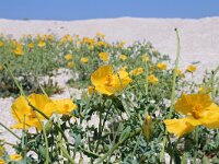 Glaucium flavum 70, Gele hoornpapaver, Saxifraga-Foto Fitis-Sytske Dijksen