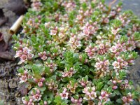 Glaux maritima 17, Melkkruid, Saxifraga-Jeroen Willemsen