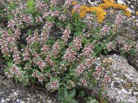 Glaux maritima 18, Melkkruid, Saxifraga-Peter Meininger