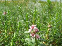 Glaux maritima 19, Melkkruid, Saxifraga-Rutger Barendse