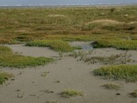 Glaux maritima 23, Melkkruid, Saxifraga-Hans Boll